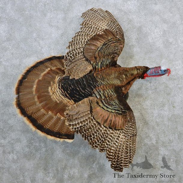 Eastern Wild Turkey Life Size Taxidermy Mount #12637 For Sale @ The Taxidermy Store
