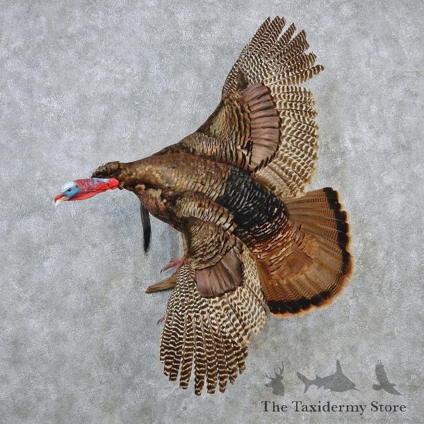 Eastern Wild Turkey Life Size Taxidermy Mount #12639 For Sale @ The Taxidermy Store