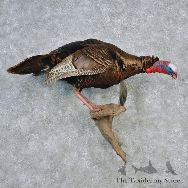 Eastern Wild Turkey Life Size Taxidermy Mount #12641 For Sale @ The Taxidermy Store