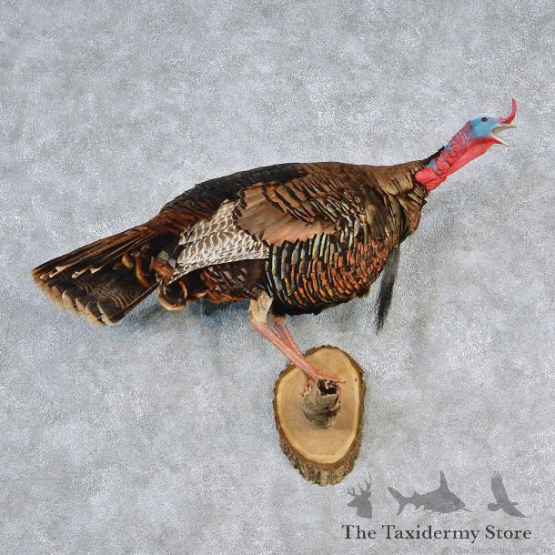 Eastern Wild Turkey Life Size Taxidermy Mount #12642 For Sale @ The Taxidermy Store