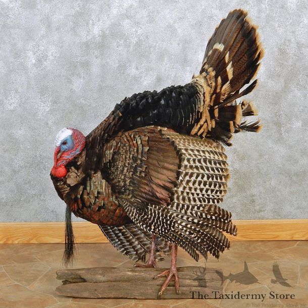 Wild Turkey Standing Life Size Taxidermy Mount #12646 For Sale @ The Taxidermy Store