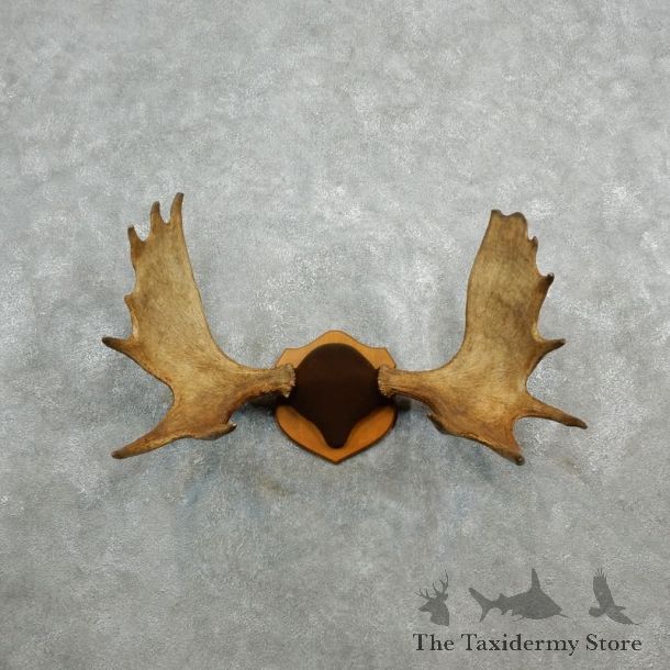 Eastern Canada Mouse Antler Plaque For Sale #18089 @ The Taxidermy Store