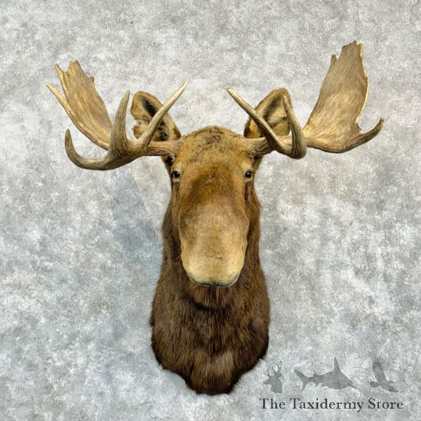 Canadian Moose Shoulder Mount For Sale #24227 @ The Taxidermy Store