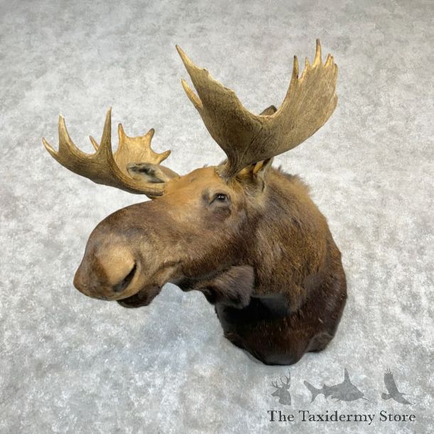 Eastern Canadian (Maine) Moose Shoulder Mount For Sale #29196 @ The Taxidermy Store
