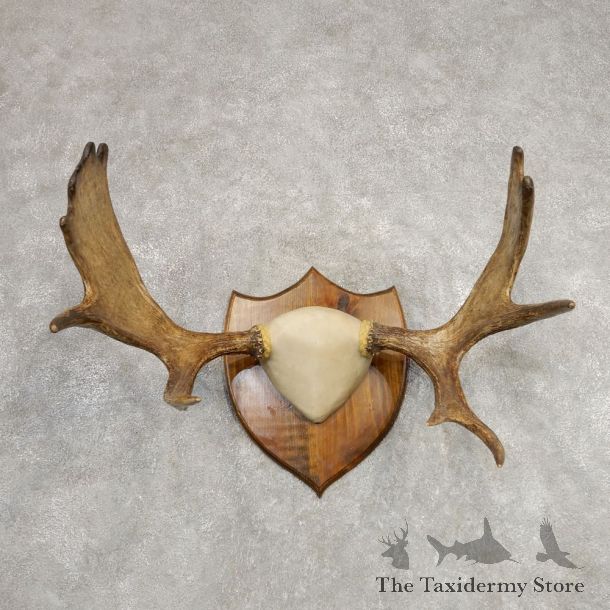 Eastern Canada Moose Antler Plaque For Sale #21288 @ The Taxidermy Store
