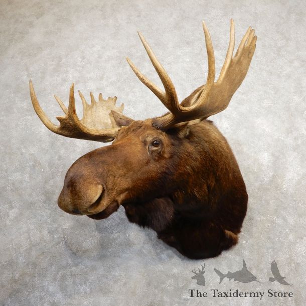 Eastern Canada Moose Shoulder Mount For Sale #19935 @ The Taxidermy Store
