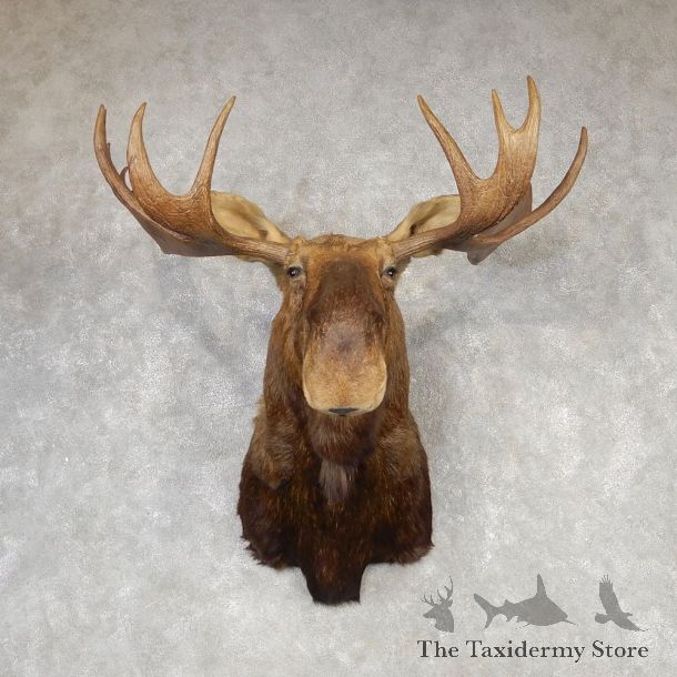 Eastern Canada Moose Shoulder Mount For Sale #20429 @ The Taxidermy Store