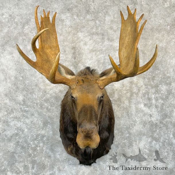 Canadian Moose Shoulder Mount For Sale #28901 @ The Taxidermy Store