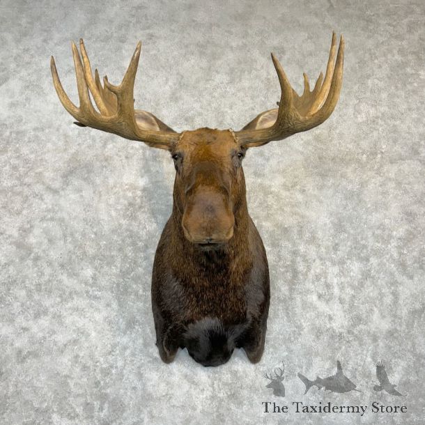 Canadian Moose Shoulder Mount For Sale #26734 @ The Taxidermy Store