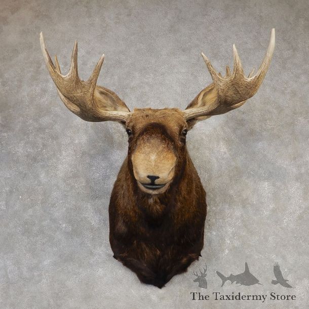 Eastern Canada Moose Shoulder Taxidermy Mount For Sale #20427 @ The Taxidermy Store