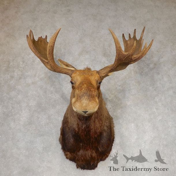 Eastern Canada Moose Shoulder Taxidermy Mount For Sale #21303 @ The Taxidermy Store