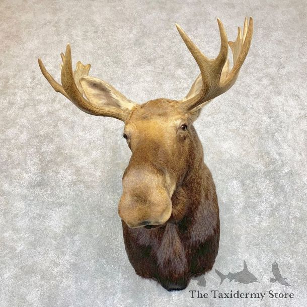 Eastern Canada Moose Shoulder Taxidermy Mount For Sale #21740 @ The Taxidermy Store