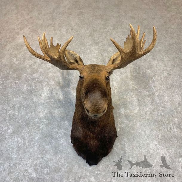 Eastern Canada Moose Shoulder Taxidermy Mount For Sale #21978 @ The Taxidermy Store