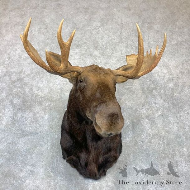 Eastern Canada Moose Shoulder Taxidermy Mount For Sale #23128 @ The Taxidermy Store