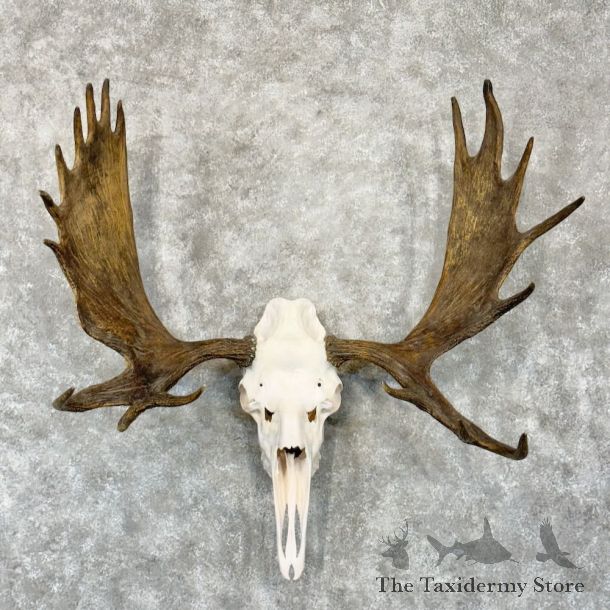 Canadian Moose Skull European Mount For Sale #24534 @ The Taxidermy Store