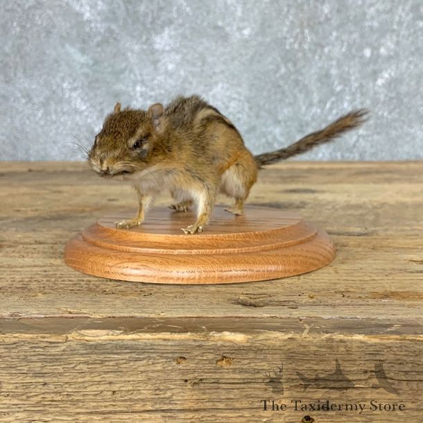 Eastern Chipmunk Life-Size Mount For Sale #22934 @ The Taxidermy Store