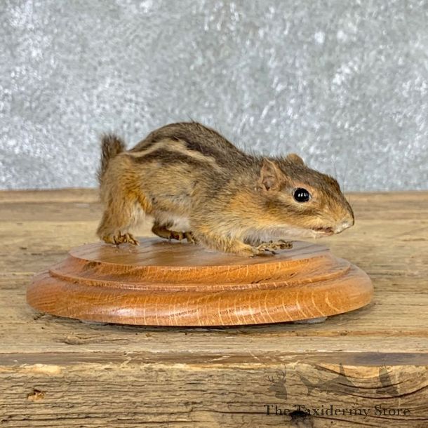 Eastern Chipmunk Life-Size Mount For Sale #22935 @ The Taxidermy Store