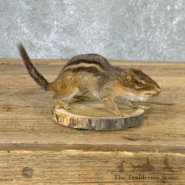 Eastern Chipmunk Life-Size Mount For Sale #22936 @ The Taxidermy Store