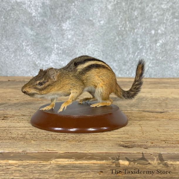 Eastern Chipmunk Life-Size Mount For Sale #22937 @ The Taxidermy Store