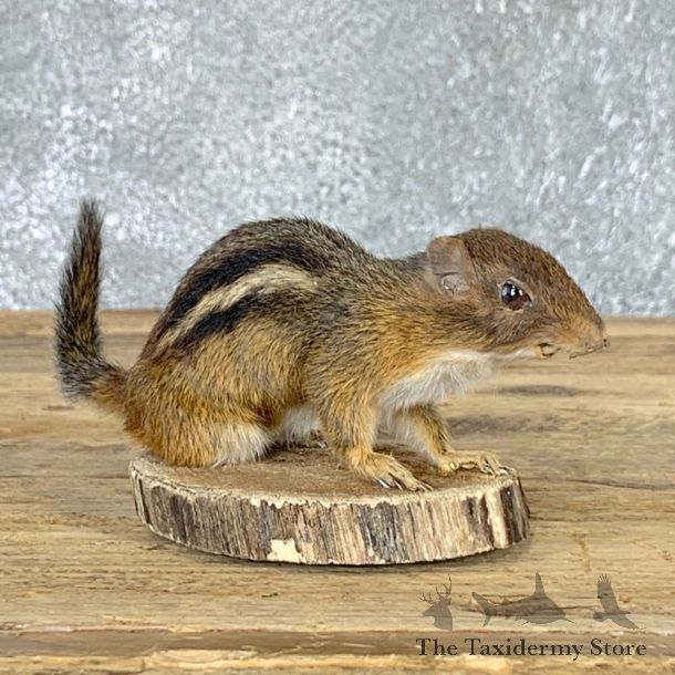 Eastern Chipmunk Life-Size Mount For Sale #22938 @ The Taxidermy Store