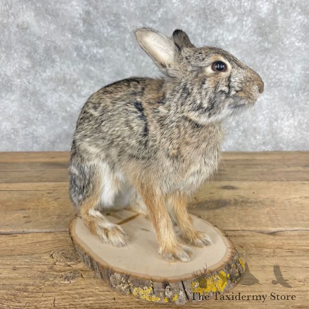 Eastern Cottontail Rabbit Life-size Mount For Sale #28622 @ The Taxidermy Store