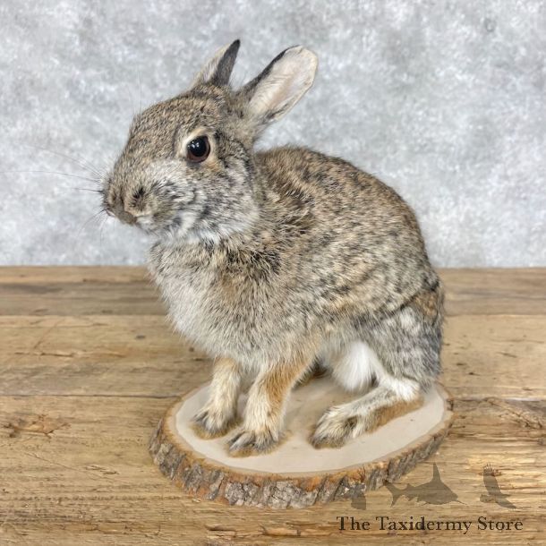 Eastern Cottontail Rabbit Life-size Mount For Sale #28623 @ The Taxidermy Store