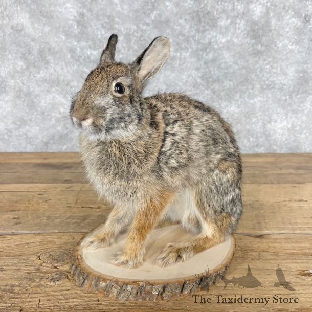 Eastern Cottontail Rabbit Life-size Mount For Sale #28624 @ The Taxidermy Store
