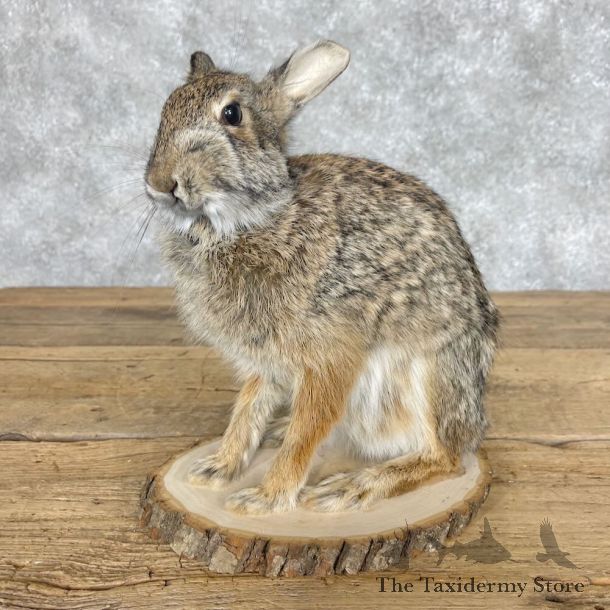 Eastern Cottontail Rabbit Life-size Mount For Sale #28625 @ The Taxidermy Store