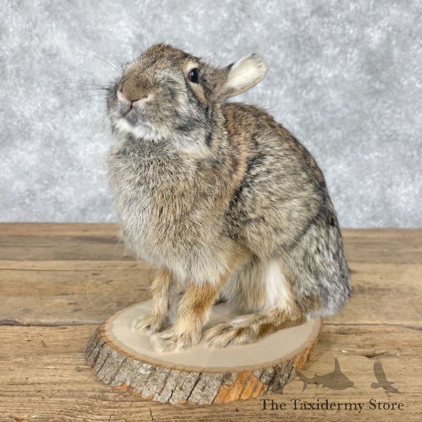 Eastern Cottontail Rabbit Life-size Mount For Sale #28626 @ The Taxidermy Store