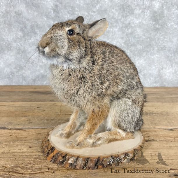 Eastern Cottontail Rabbit Life-size Mount For Sale #28627 @ The Taxidermy Store