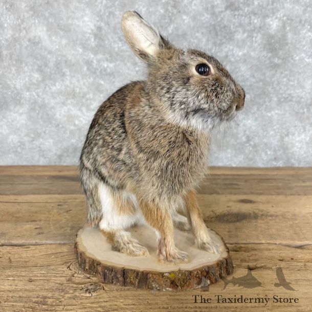 Eastern Cottontail Rabbit Life-size Mount For Sale #28628 @ The Taxidermy Store