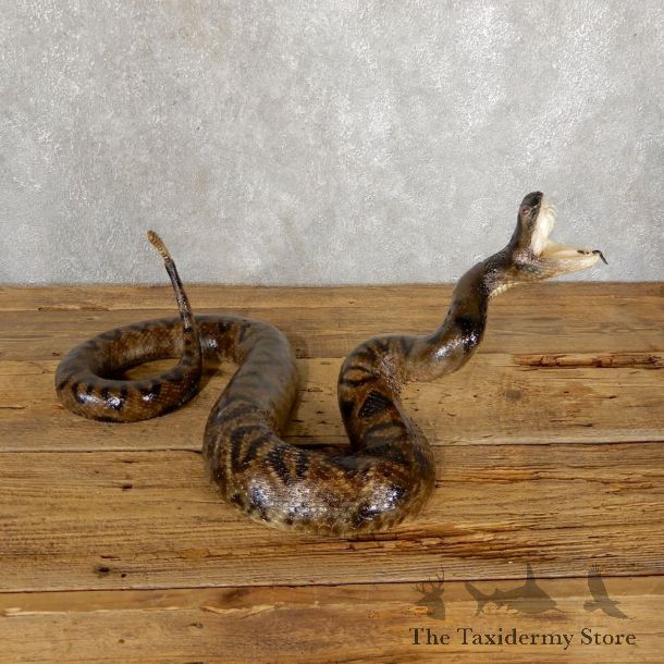 Eastern Diamondback Rattlesnake Mount For Sale #18890 @ The Taxidermy Store