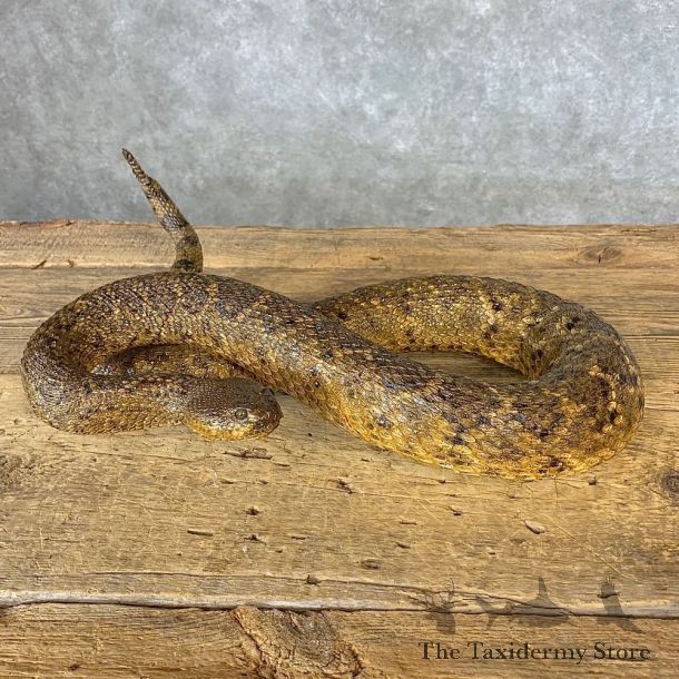 Eastern Diamondback Rattlesnake Mount For Sale #21377 @ The Taxidermy Store