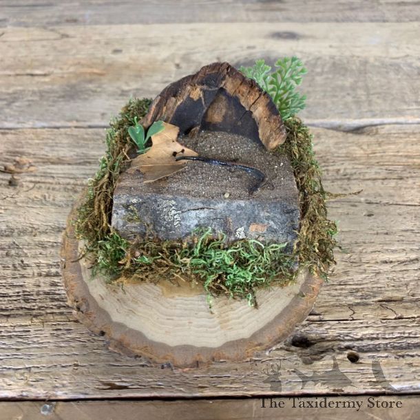 Eastern Red-Backed Salamander Taxidermy Mount For Sale #21576 @ The Taxidermy Store