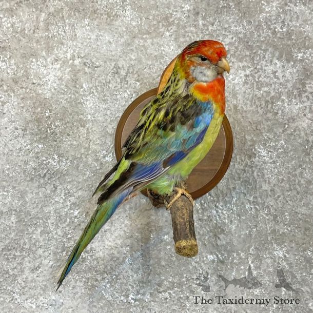 Eastern Rosella Mount For Sale #28072 @ The Taxidermy Store