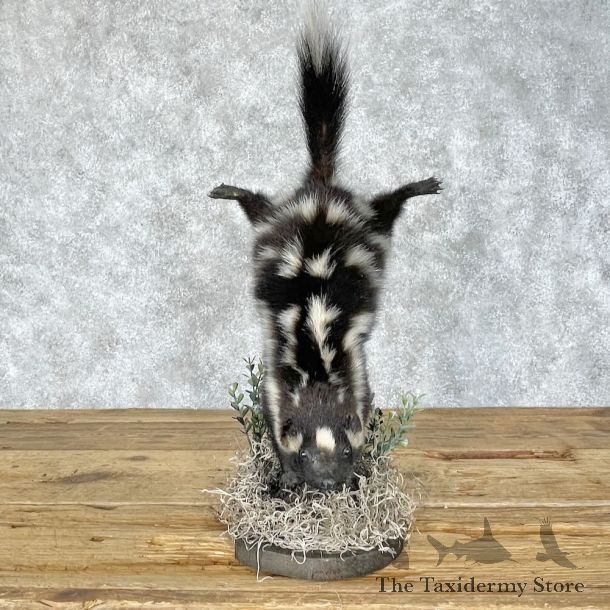 Eastern Spotted Skunk Life-Size Mount For Sale #28378 @ The Taxidermy Store