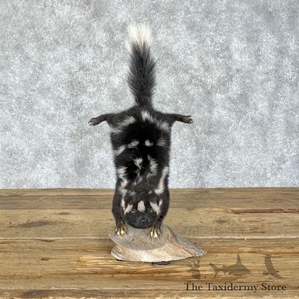 Eastern Striped Skunk Life-Size Mount For Sale #28379 @ The Taxidermy Store