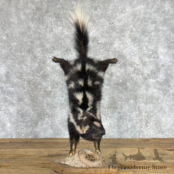 Eastern Striped Skunk Life-Size Mount For Sale #28380 @ The Taxidermy Store