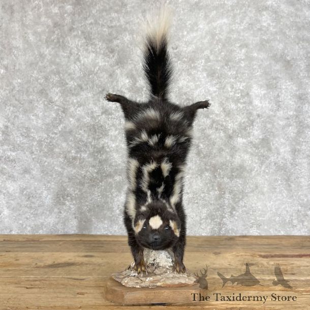 Eastern Striped Skunk Life-Size Mount For Sale #28381 @ The Taxidermy Store