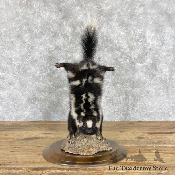 Eastern Striped Skunk Life-Size Mount For Sale #28384 @ The Taxidermy Store