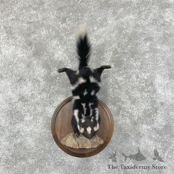 Eastern Striped Skunk Life-Size Mount For Sale #28396 @ The Taxidermy Store