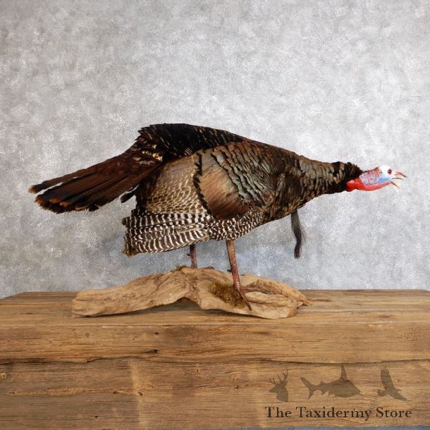 Eastern Turkey Bird Mount For Sale #18560 @ The Taxidermy Store
