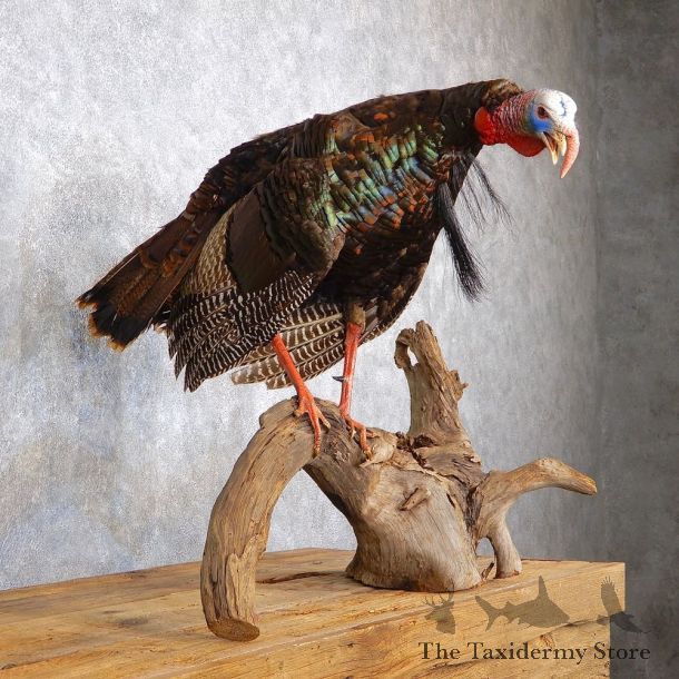 Eastern Turkey Bird Mount For Sale #18559 @ The Taxidermy Store
