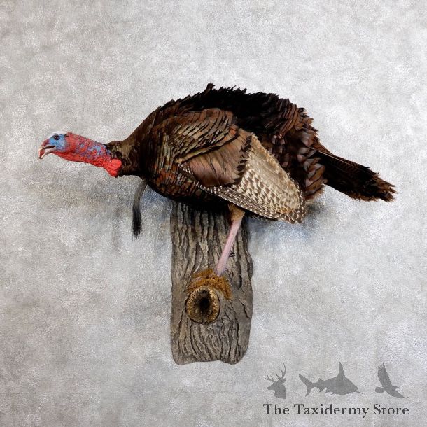 Eastern Turkey Bird Mount For Sale #18565 @ The Taxidermy Store