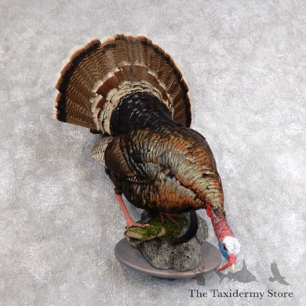 Merriam's Turkey Bird Mount For Sale #18569 @ The Taxidermy Store
