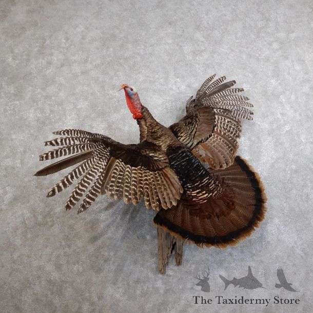 Eastern Turkey Bird Mount For Sale #18570 @ The Taxidermy Store