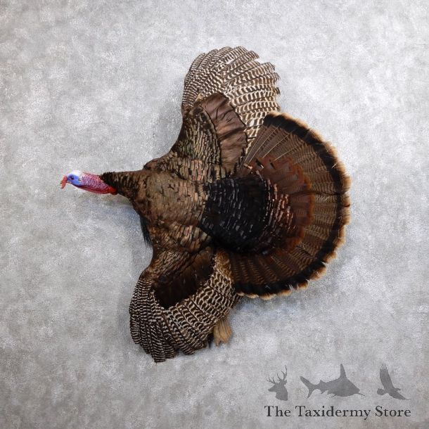 Eastern Turkey Bird Mount For Sale #18620 @ The Taxidermy Store
