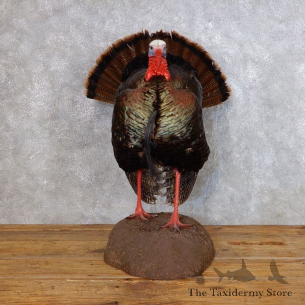 Eastern Turkey Bird Mount For Sale #18754 @ The Taxidermy Store