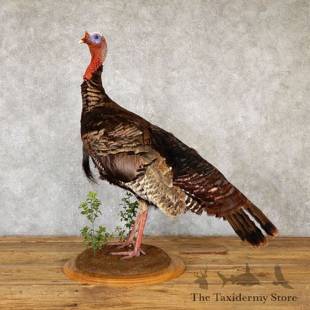 Eastern Turkey Bird Mount For Sale #19349 @ The Taxidermy Store