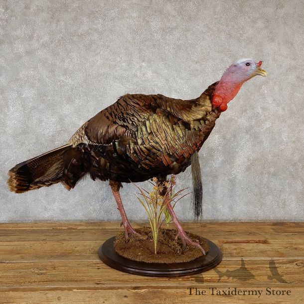 Eastern Turkey Bird Mount For Sale #19350 @ The Taxidermy Store